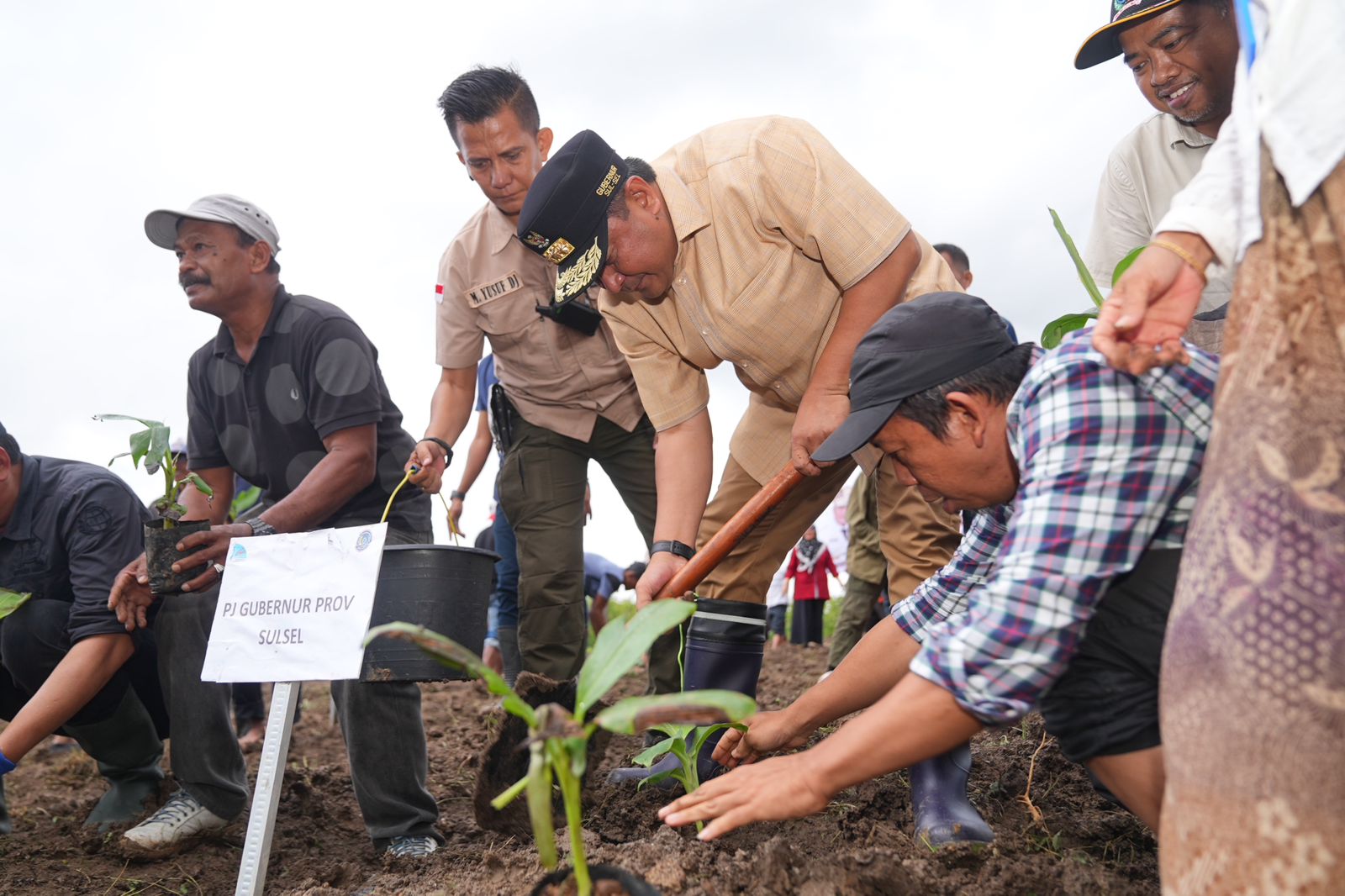 500 Petani Sidrap Siap Budidaya Pisang Di Lahan Seluas 2 000 Hektar