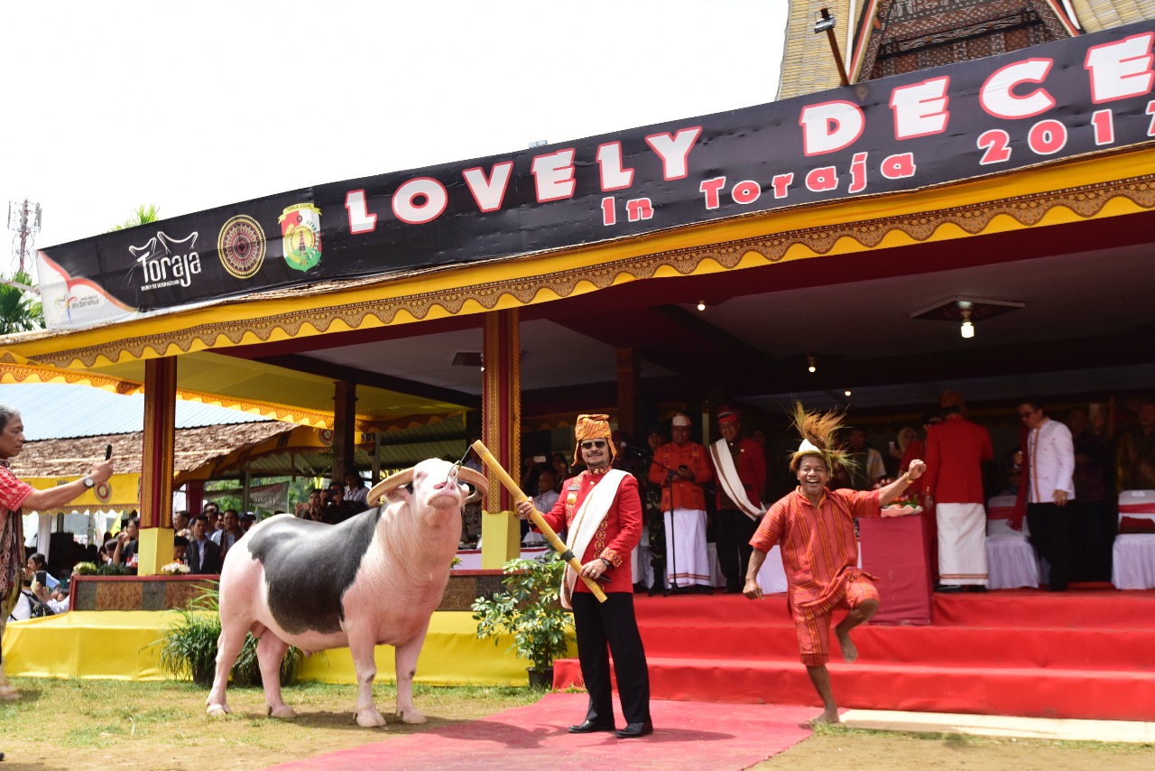Syahrul Hadiri Kontes Kerbau Lovely Desember