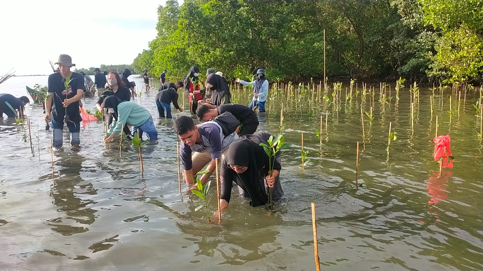 Program Gubernur Kembalikan Fungsi Mangrove, DKP Sulsel Tanam 10 Ribu Bibit di Borimasunggu Pangkep