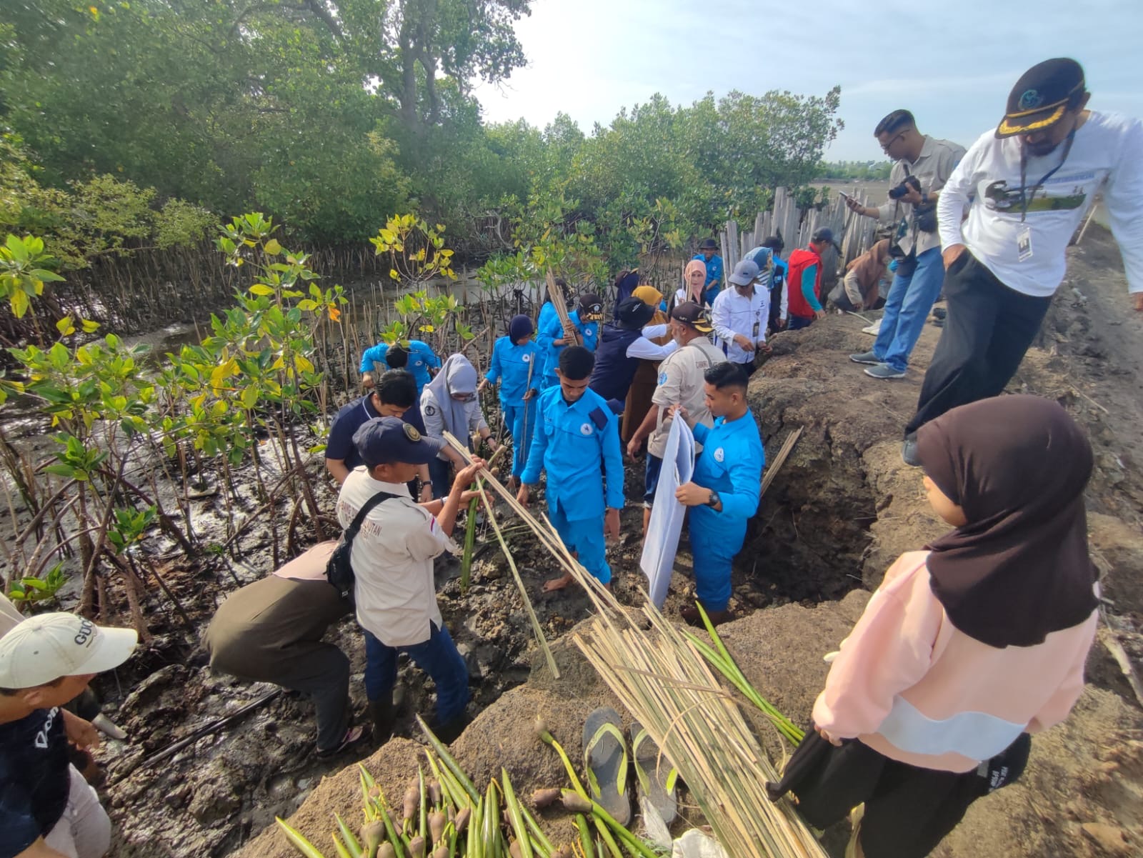 Lestarikan Pesisir di Hari Nusantara, DKP Sulsel Tanam 78 Ribu Mangrove di Bone