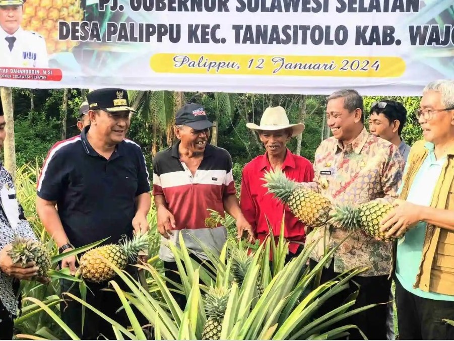 Di Wajo, Bahtiar Dorong Pengembalian Kejayaan Palippu sebagai Penghasil Nanas