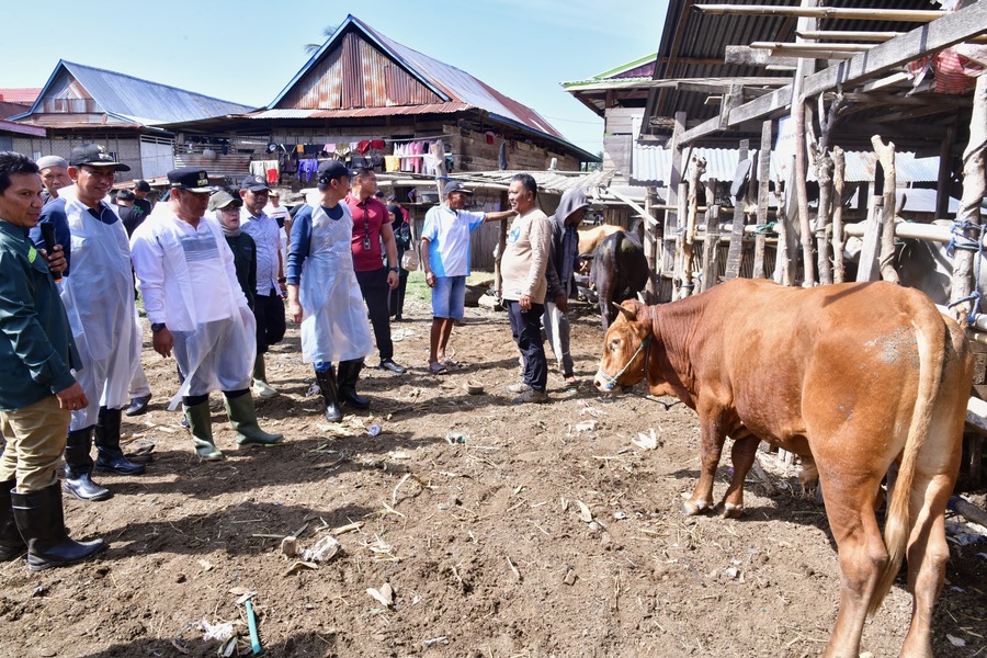 Miliki Populasi Sapi Tertinggi Kedua di Sulsel, Wajo Genjot Inseminasi Buatan