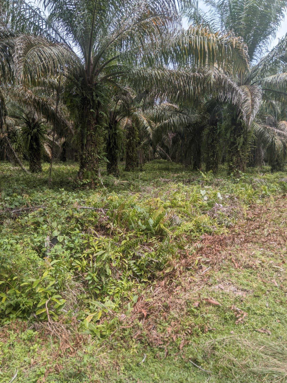 Status Lahan Pembangunan Markas Yon TP 872 di Luwu Utara, Hibah Milik Pemprov Sulsel