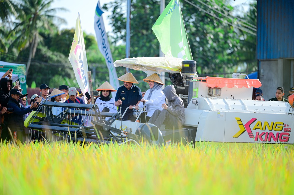 Panen Raya Pinrang Capai 6,8 Ton per Hektare, Perkuat Peran Sulsel sebagai Lumbung Pangan